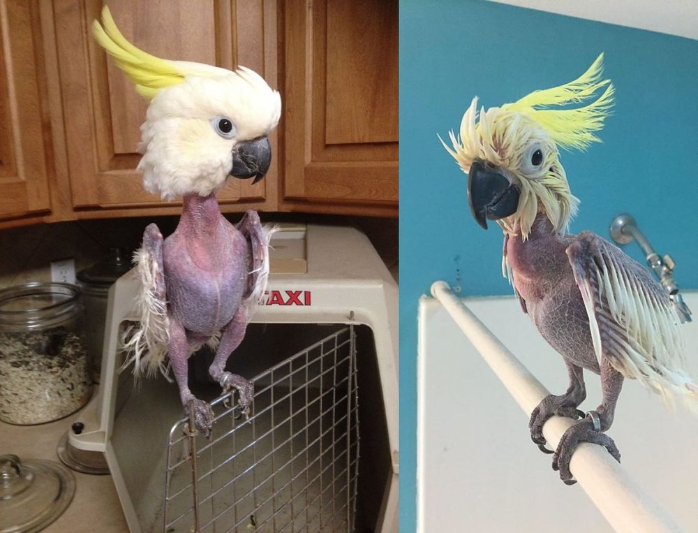 Смешные попугайчики