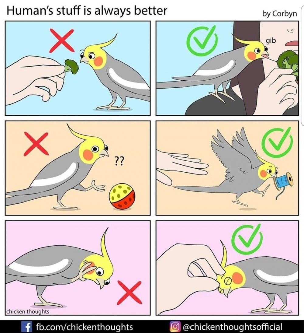 Мемы про попугаев комиксы