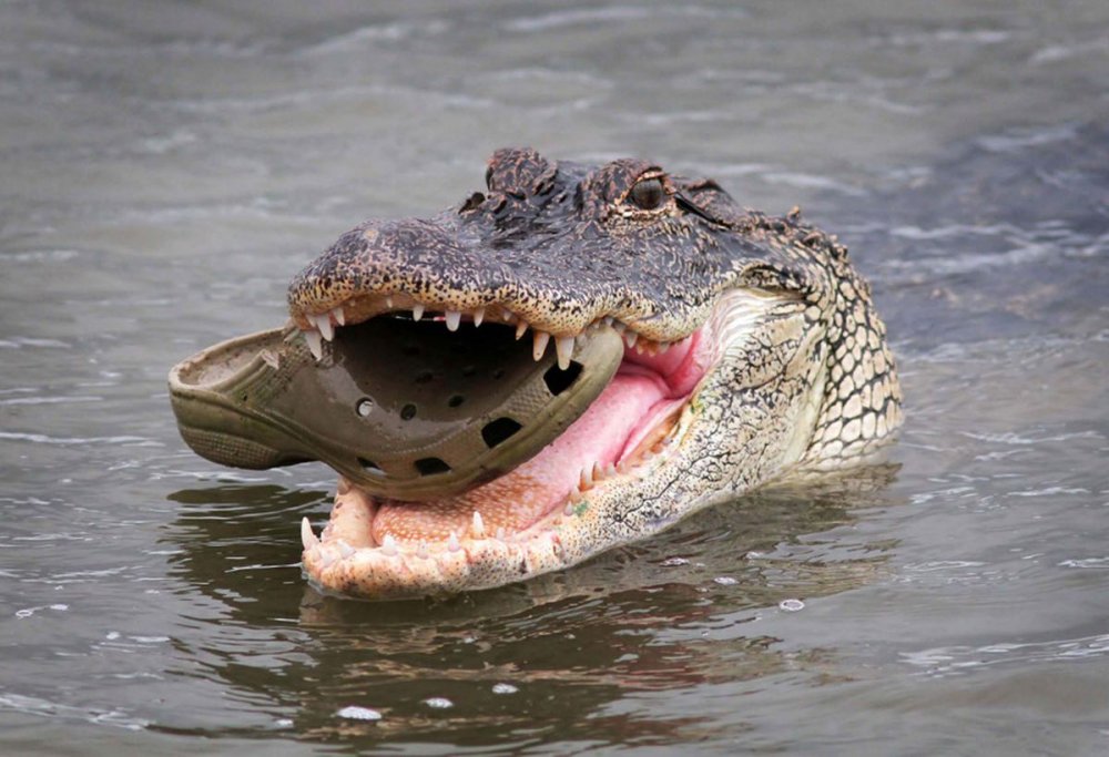 Смешной крокодил