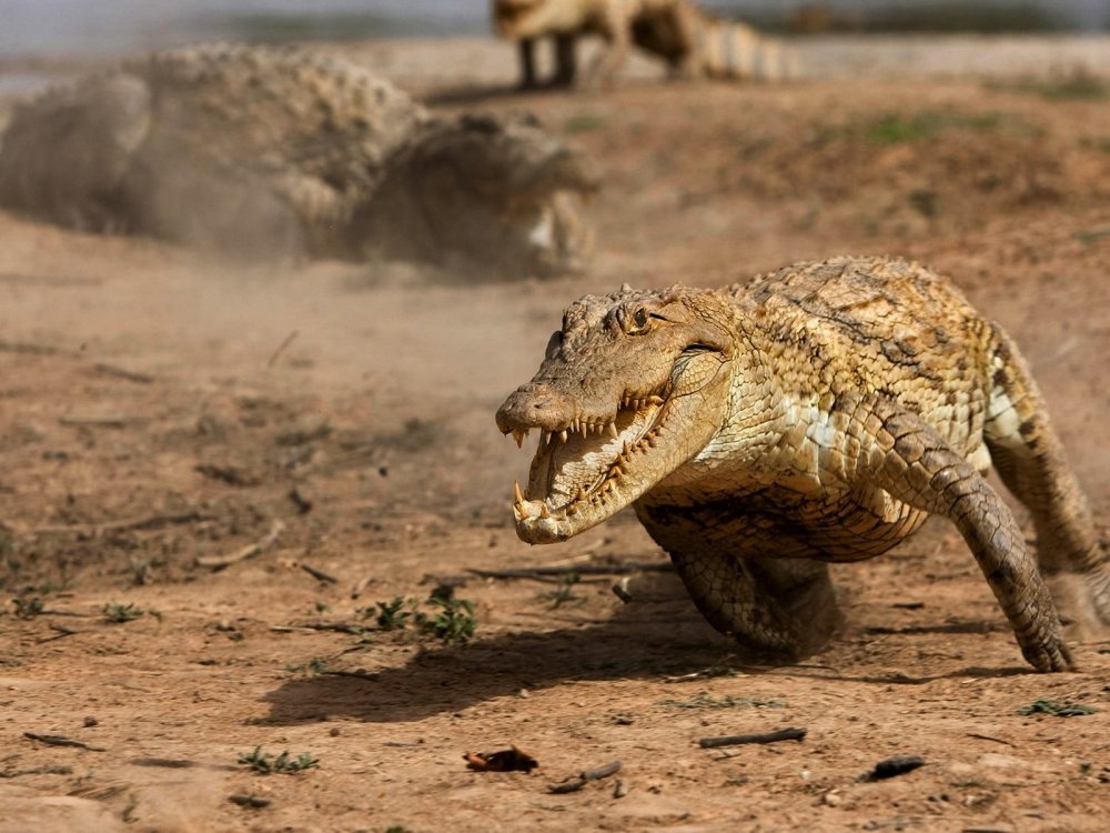 Крокодил на суше