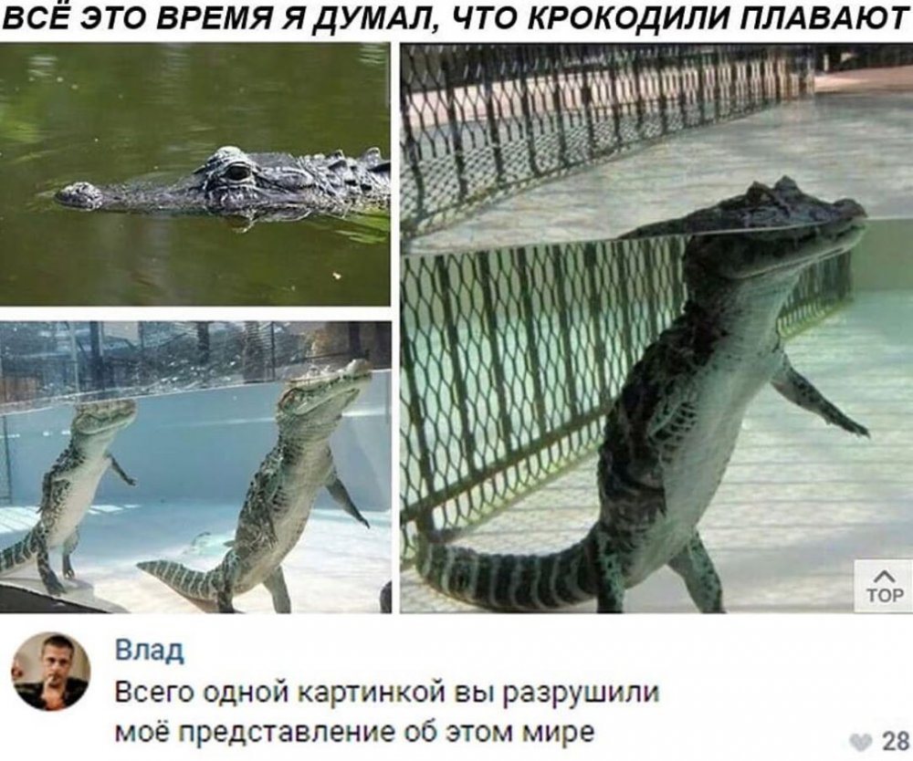 Крокодилы плавают или ходят