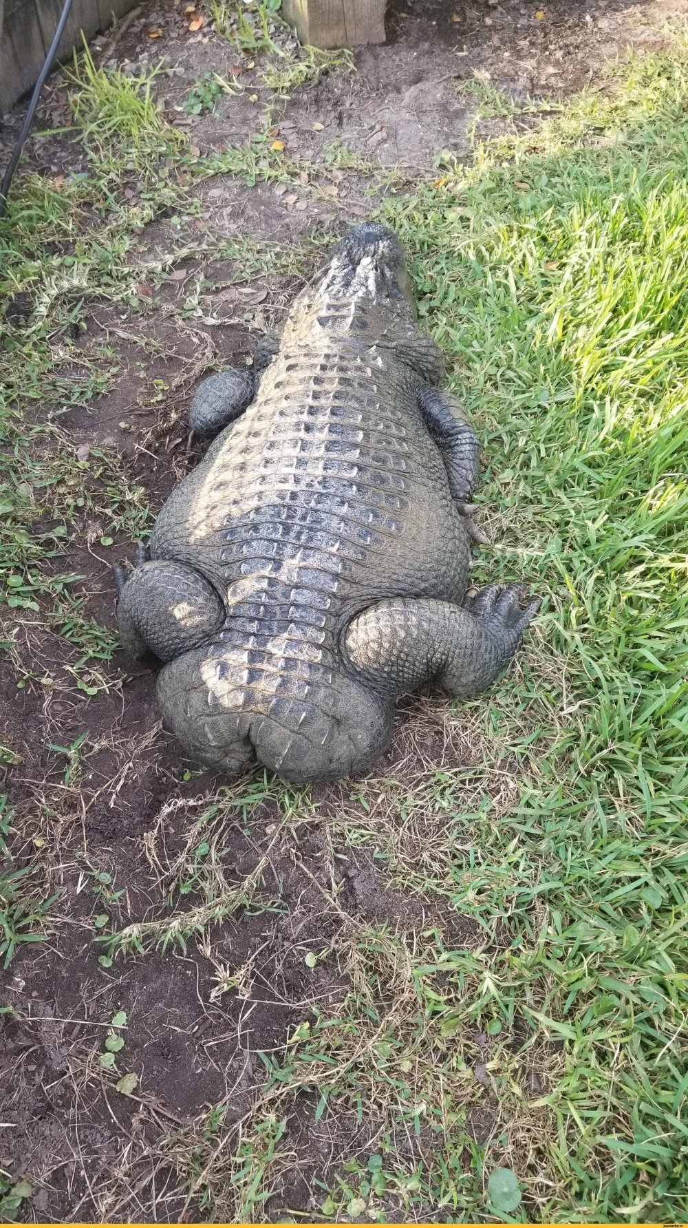Смешной крокодил
