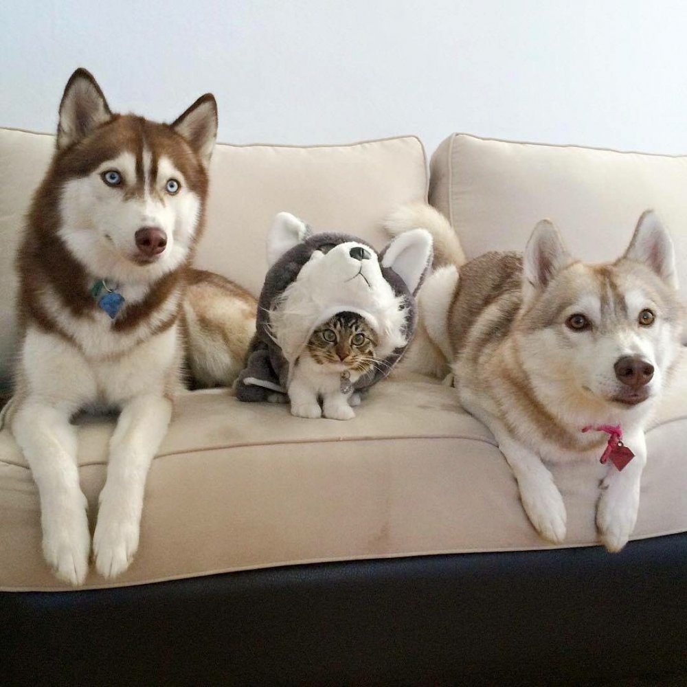Кот среди собак