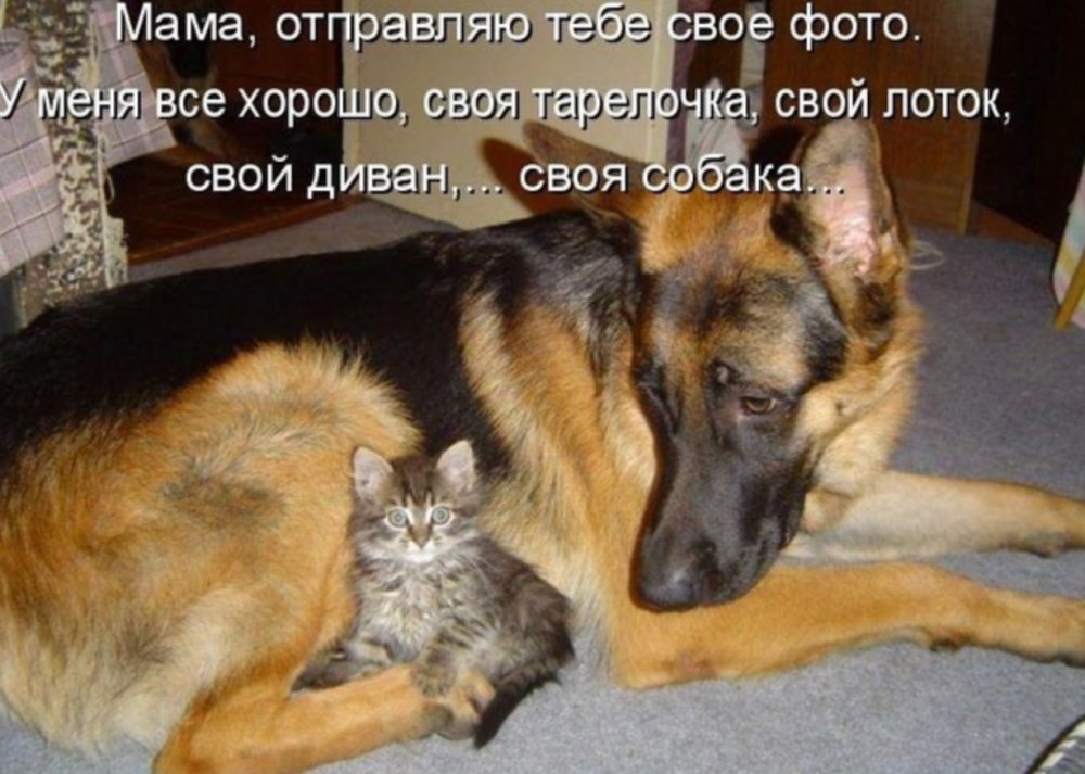 Коты и собаки приколы с надписями