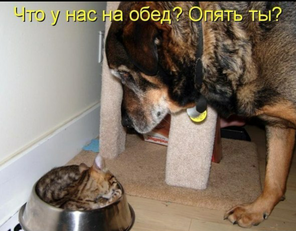 Смешные коты и собаки