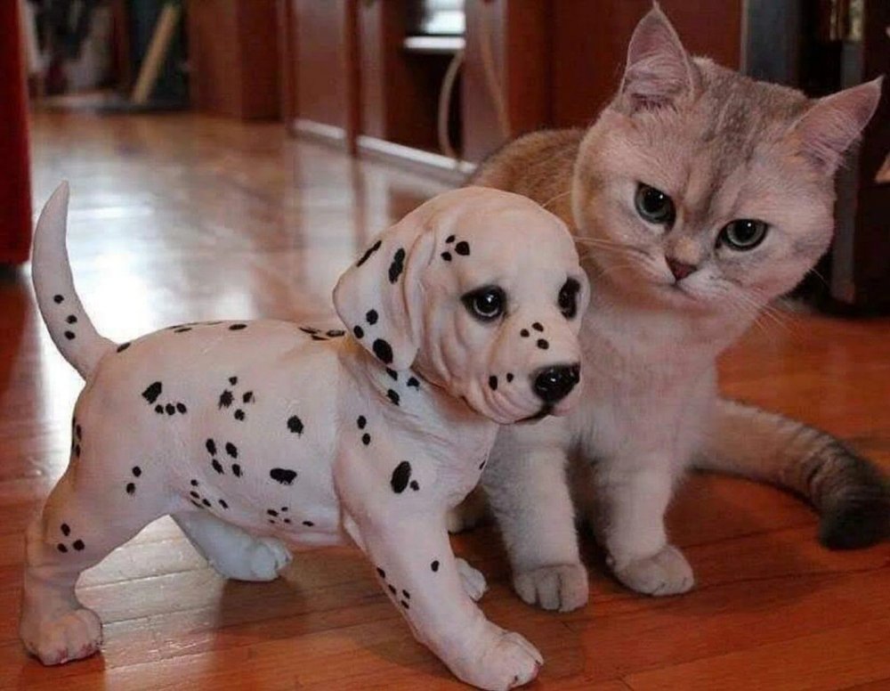 Породистые кошки и собаки