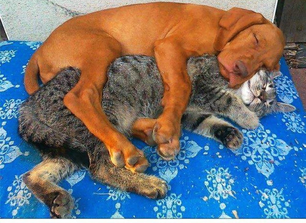 Собака и кошка вместе спят