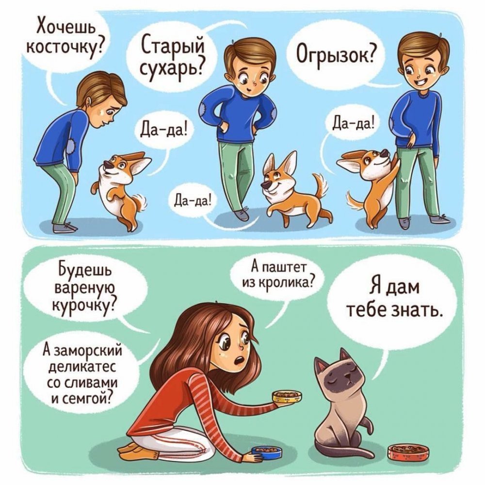 Различия между кошкой и собакой