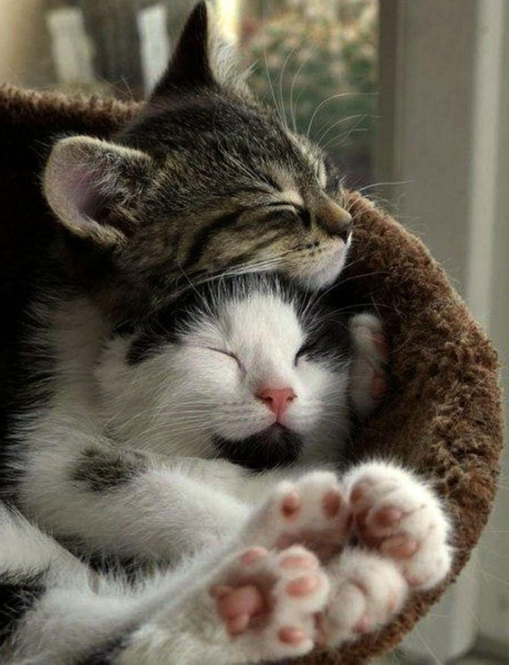 Котята обнимаются