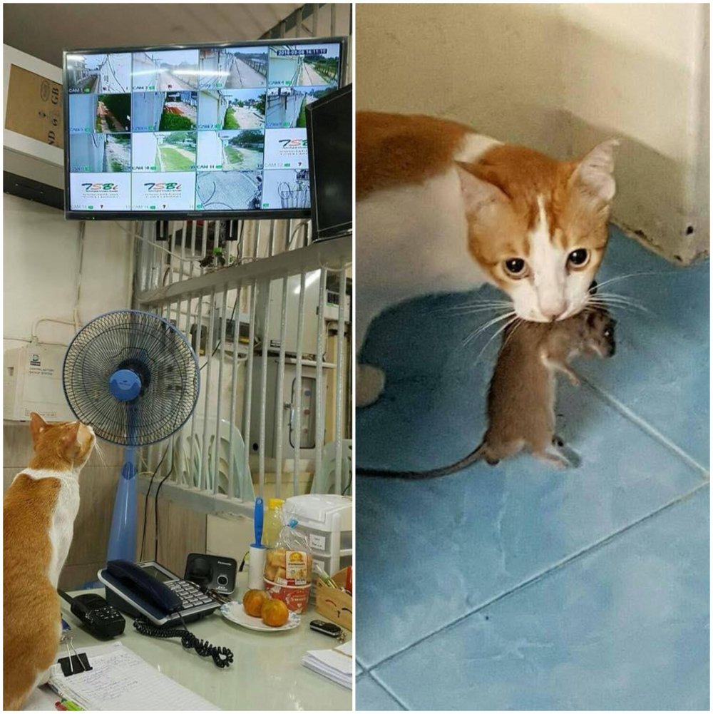 Кот выследил мышь по камерам