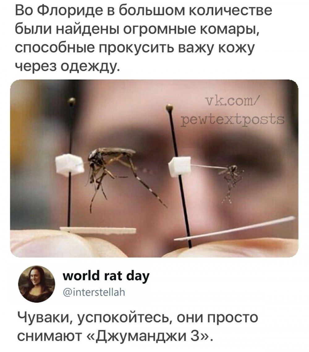 Super- sized Mosquito