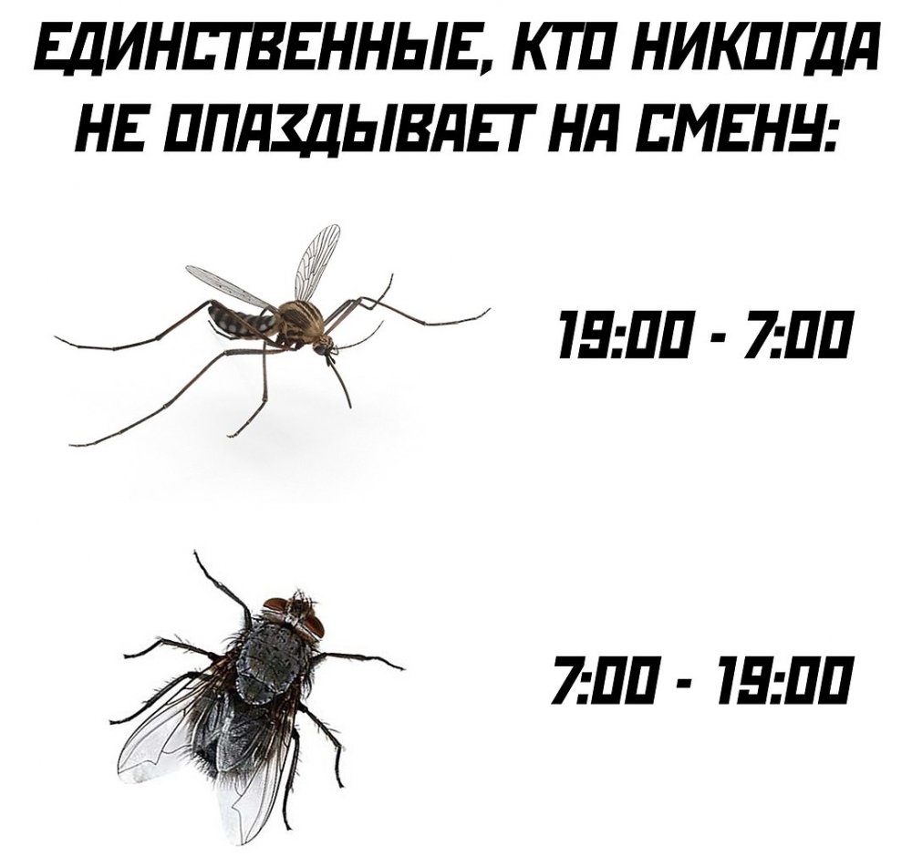 Приколы про комаров
