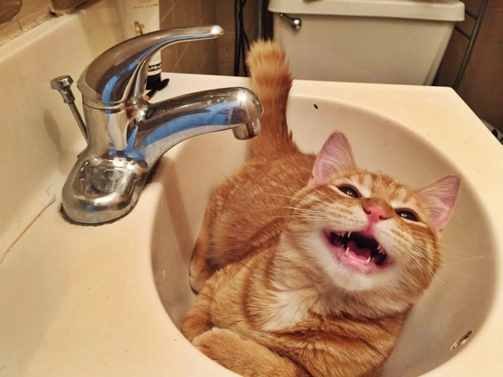 Нет воды котик