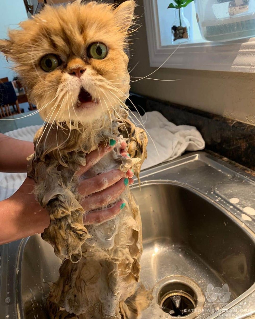 Кошка моется в душе