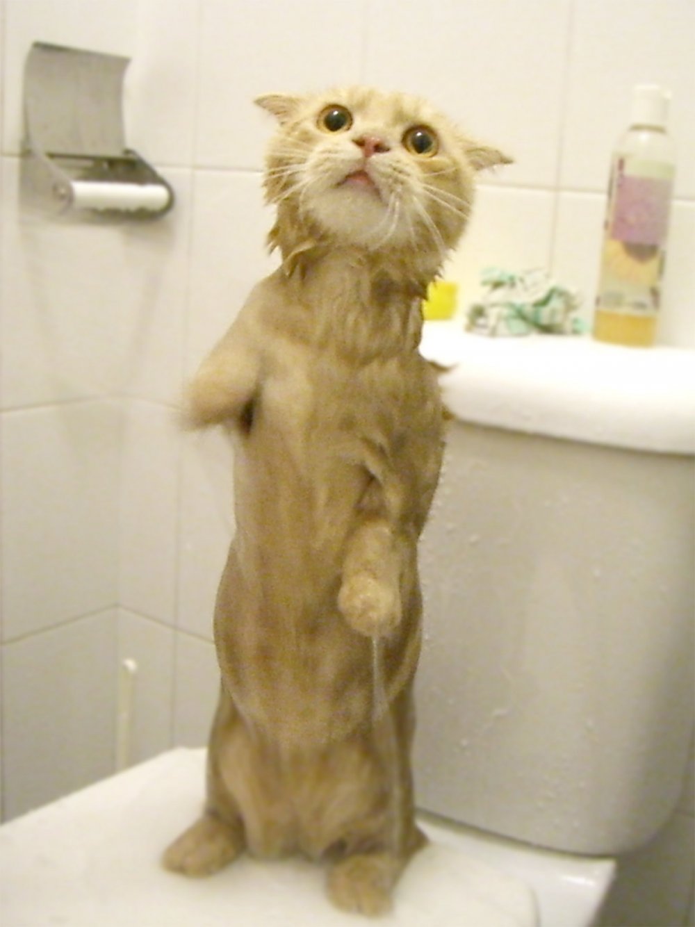 Смешной мокрый кот