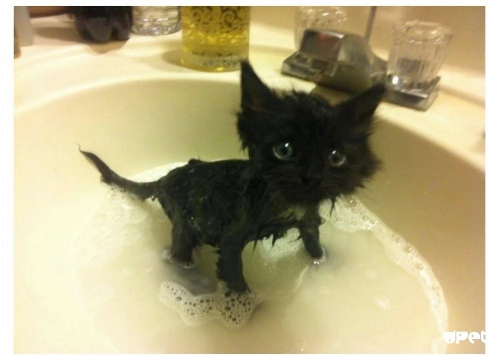 Мокрые коты смешные