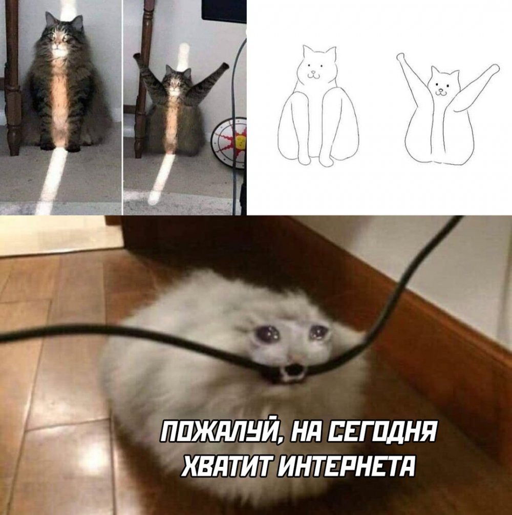 Коты мемы с надписями