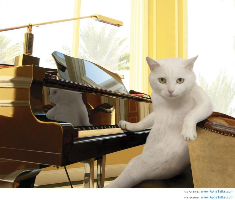 Кот пианист Мем