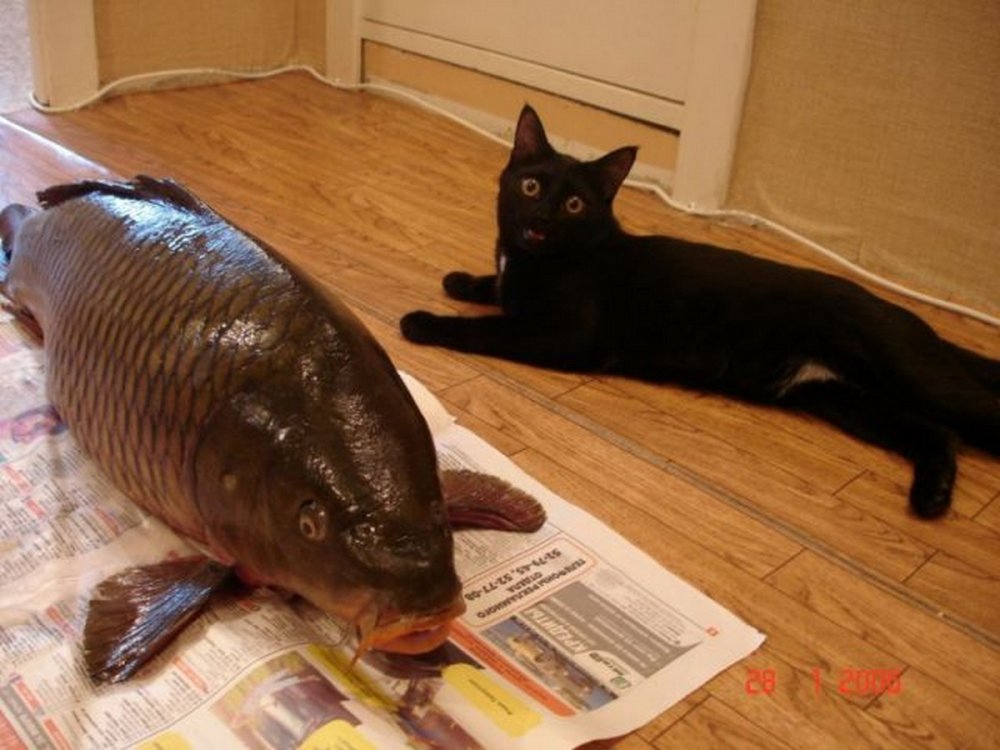 Кот с большой рыбой