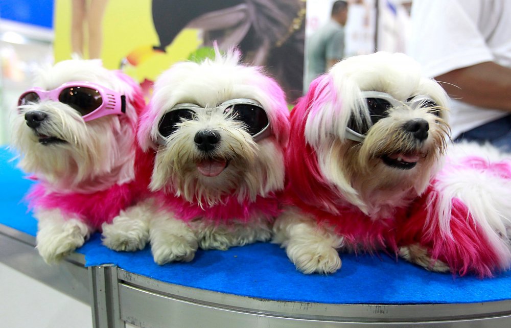 Три веселых собаки