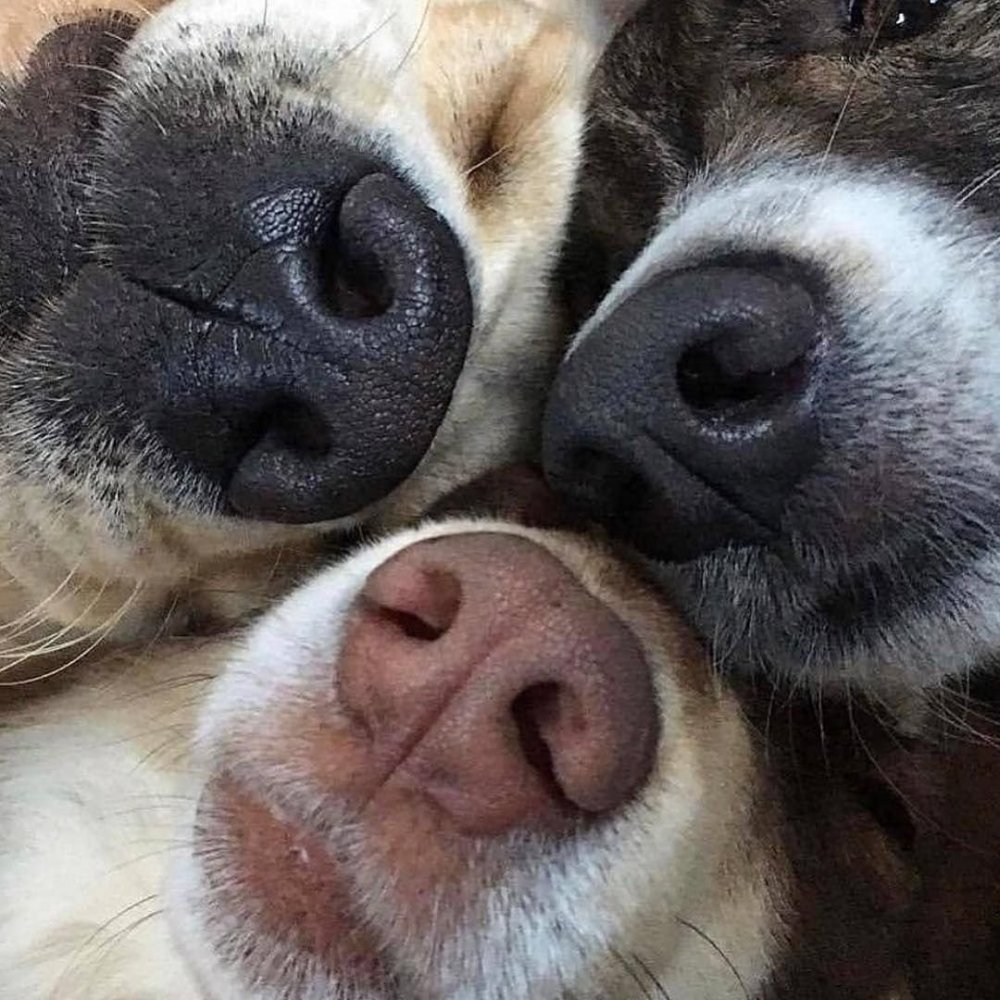 Нос для собачки