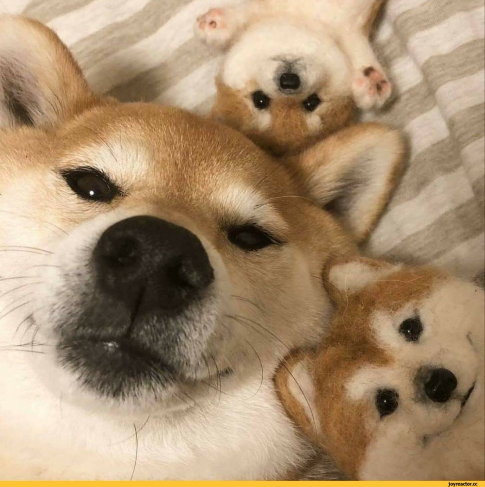 Милые собаки мемы
