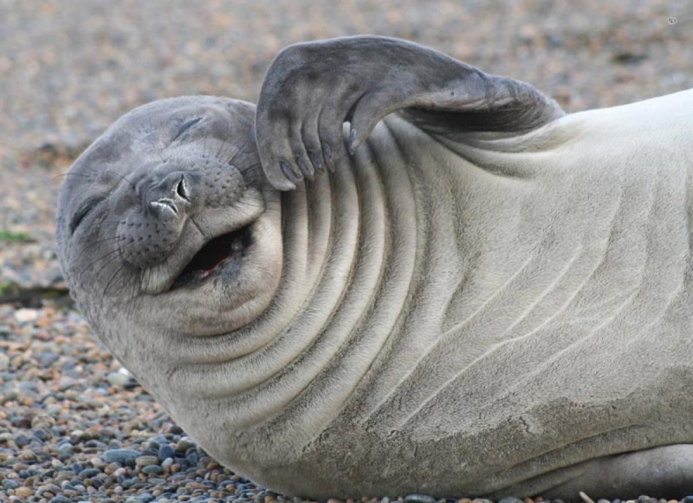 Тюлень улыбается