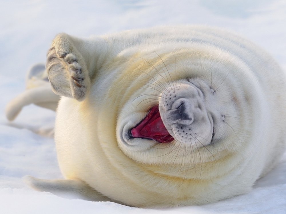 Тюлень зевает