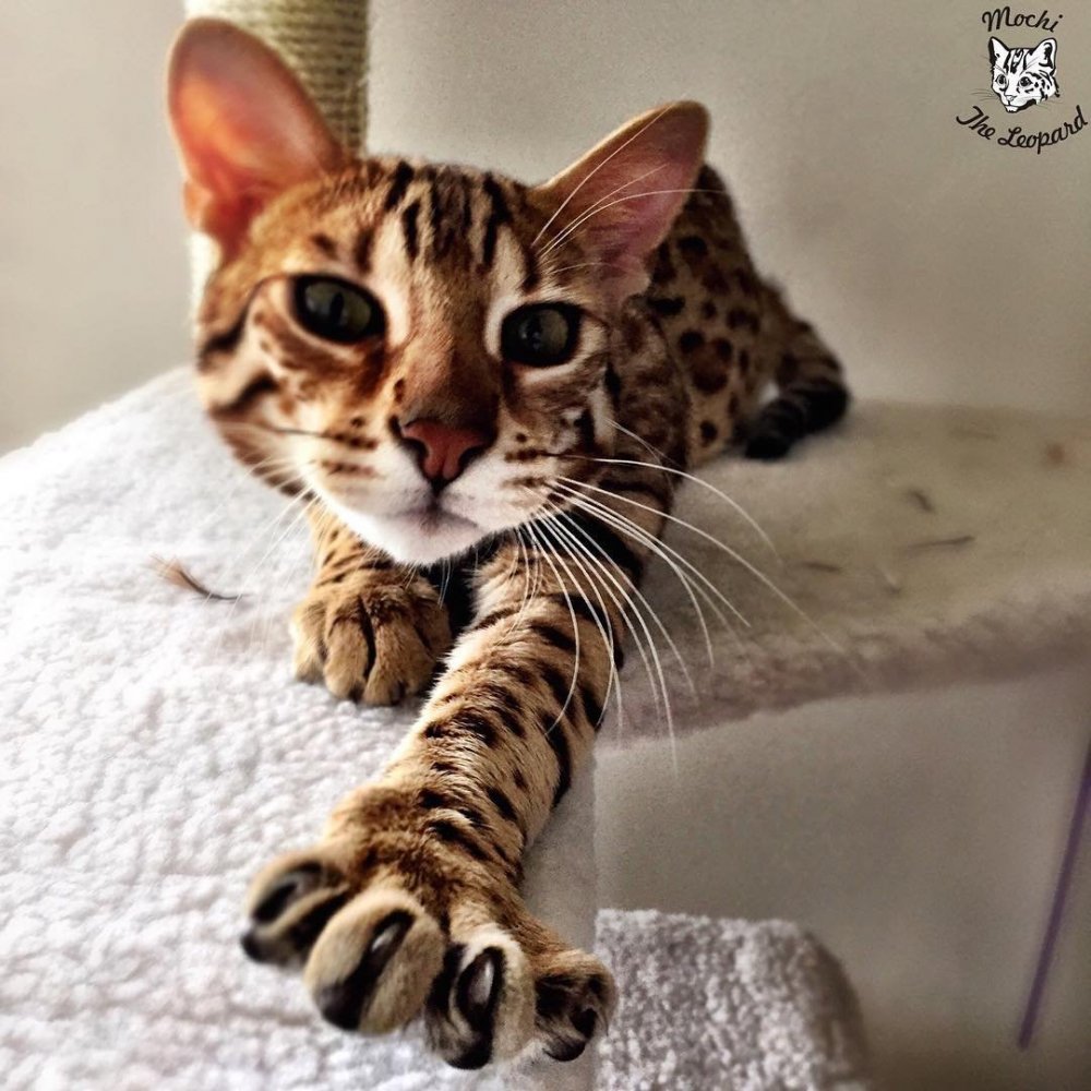 Самые красивые коты леопардовые