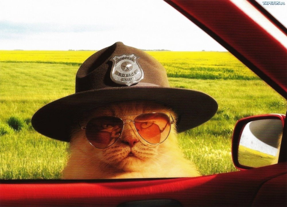 Кот в очках и шляпе