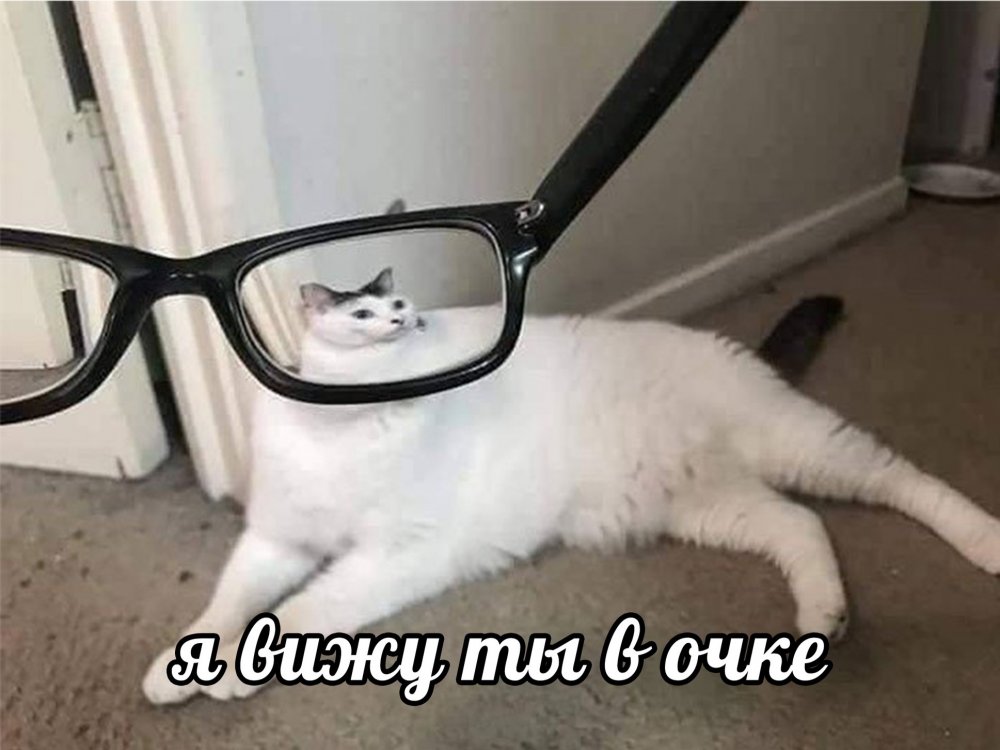 Смешные коты в очках мемы