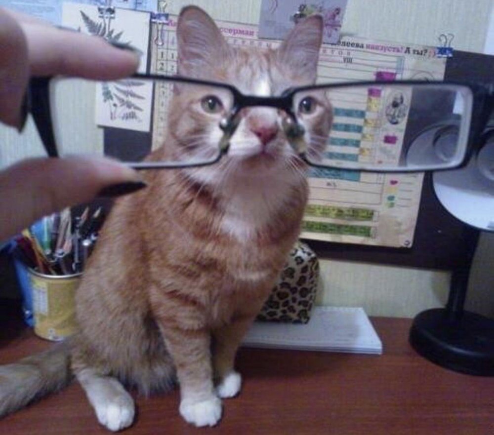 Кот через очки