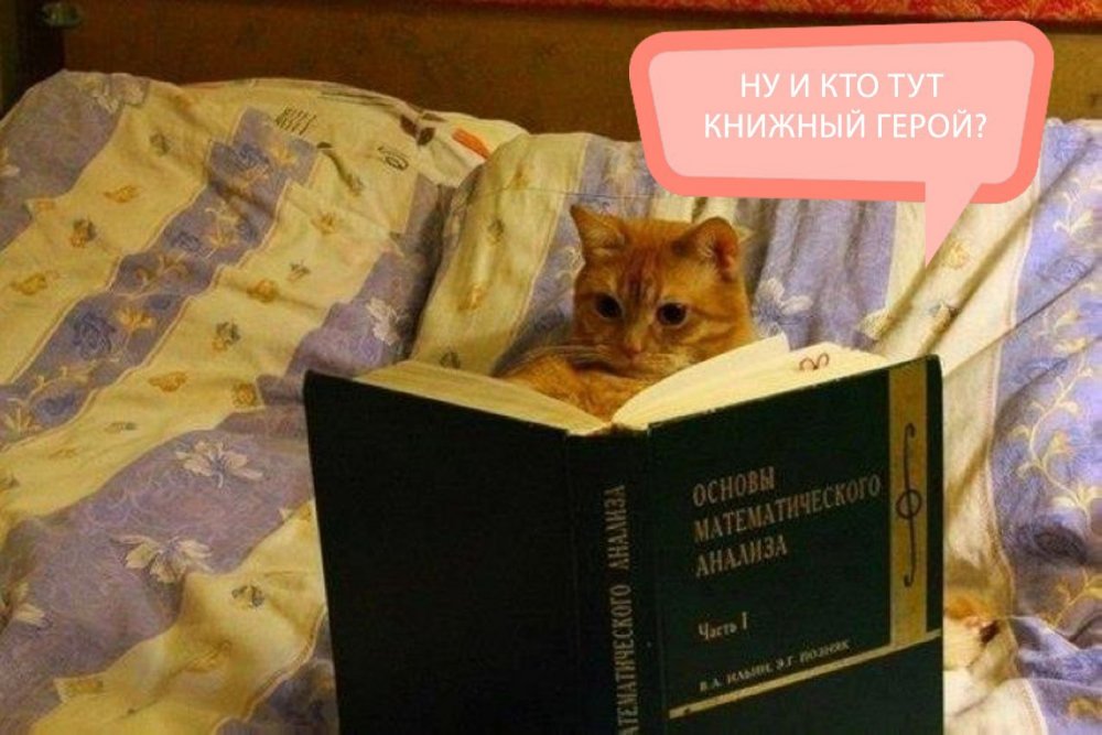 Коты читают книги приколы