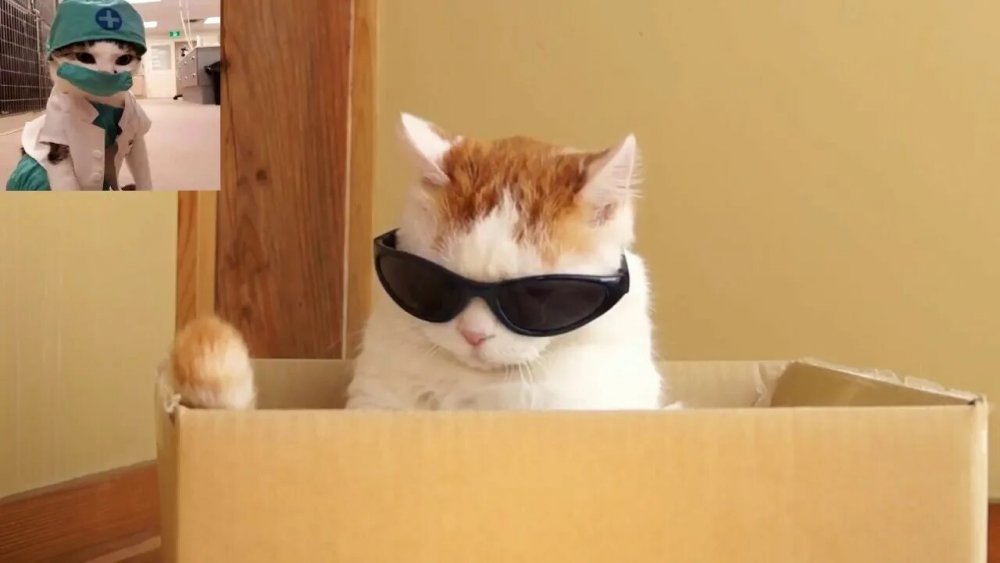 Кот надевает очки