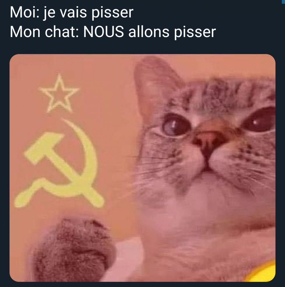 Котик коммунист Мем