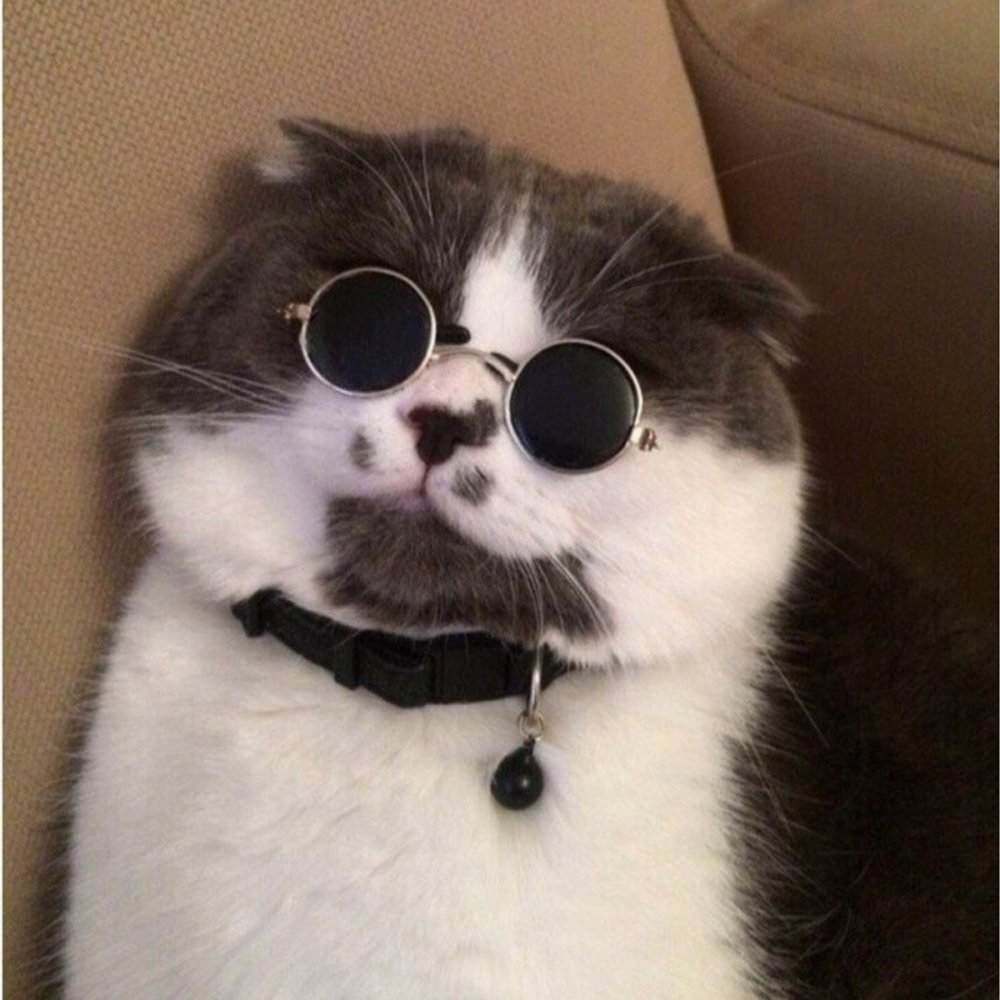 Смешные коты в очках