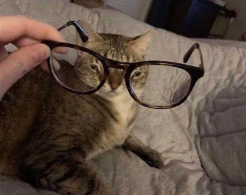 Котики в очках мемы