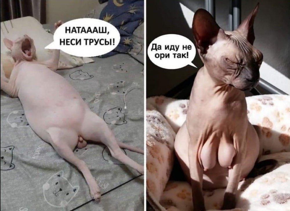 Лысые кошки мемы