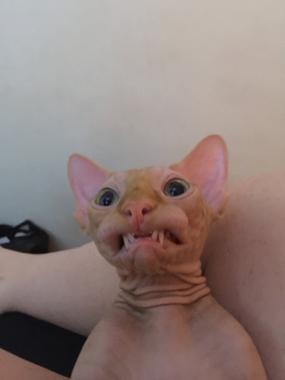 Толстый лысый кот сфинкс