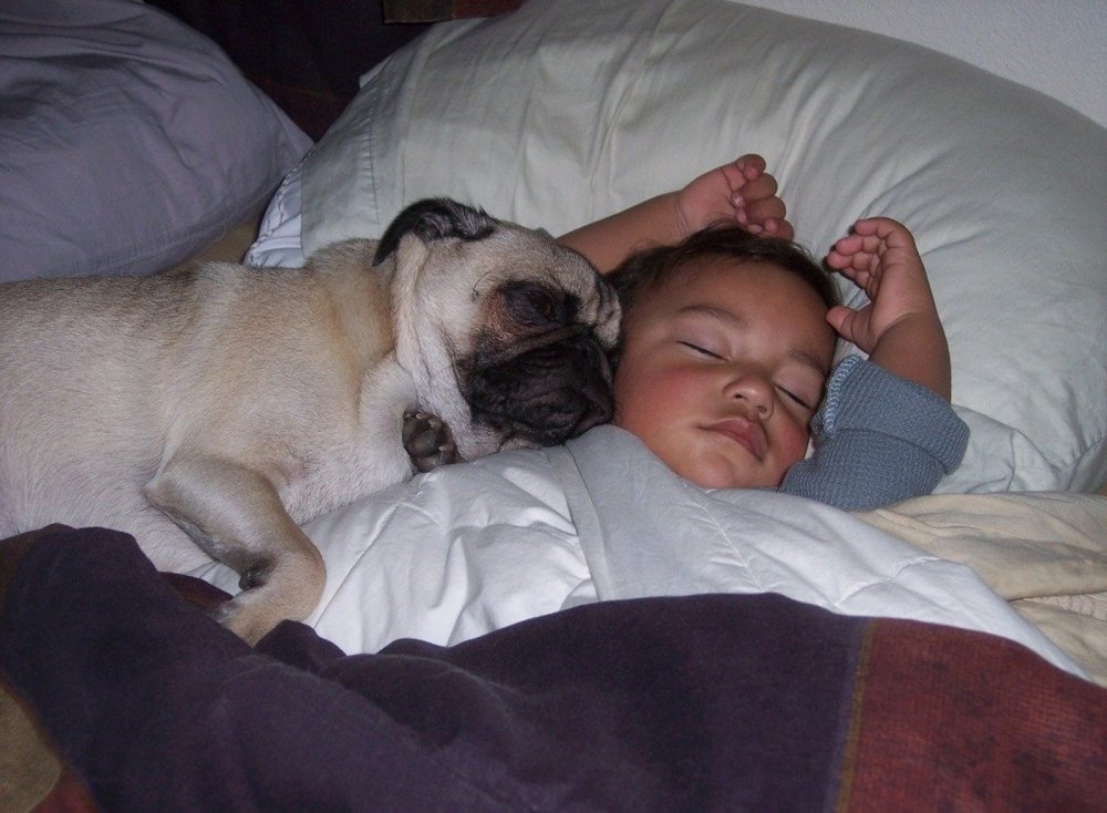 Дети спят с животными