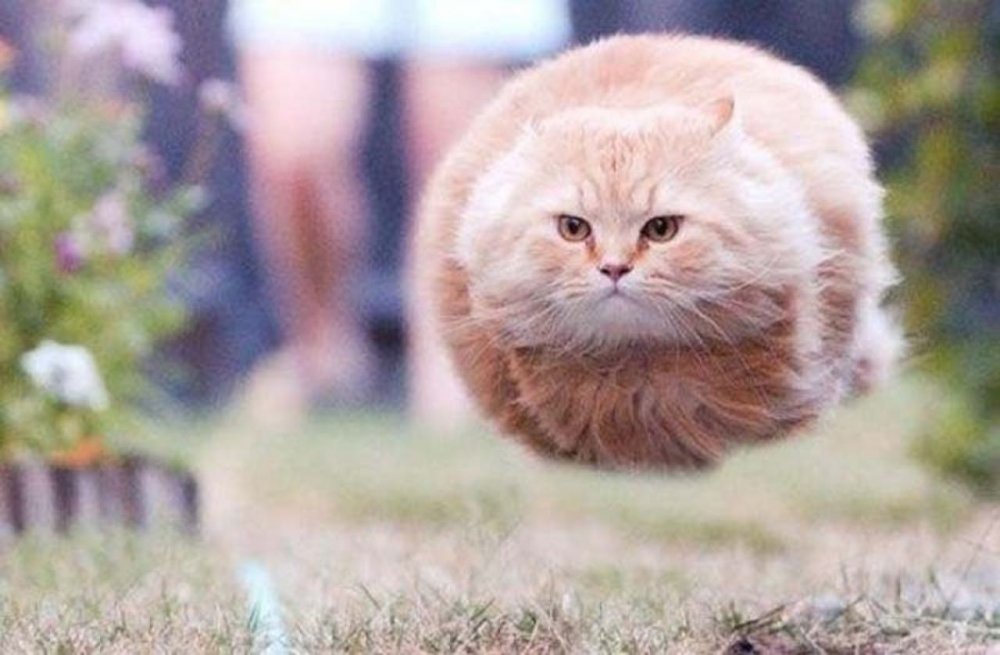 Летающие жирные коты