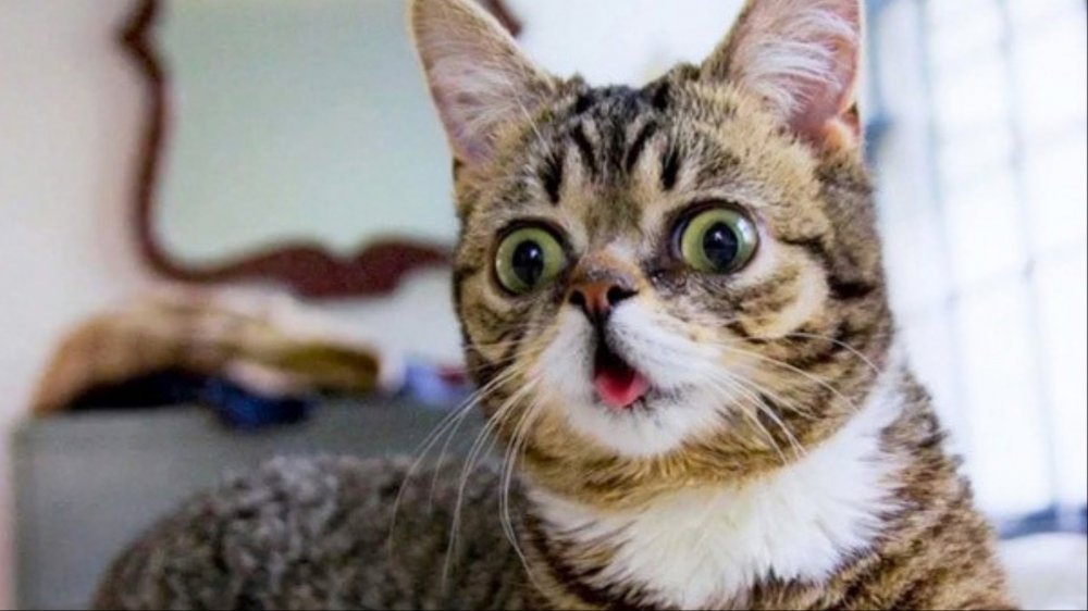 Удивленный кот с выпученными глазами