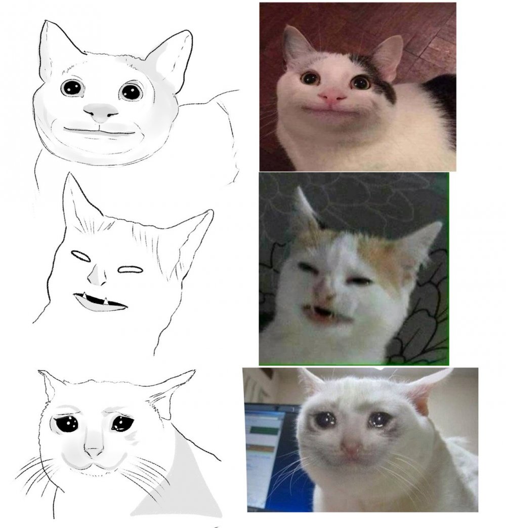 Коты мемы популярные