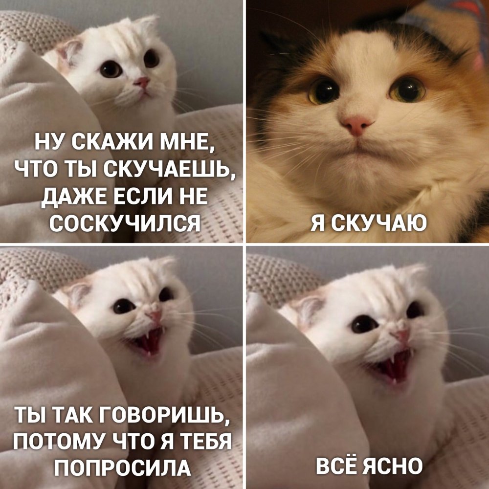 Мемо с котами