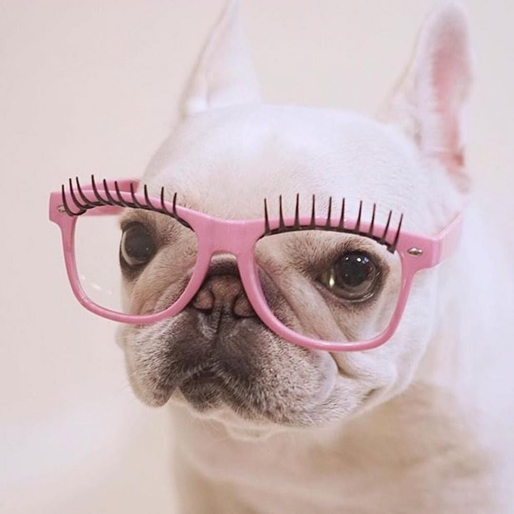Собачка в розовых очках
