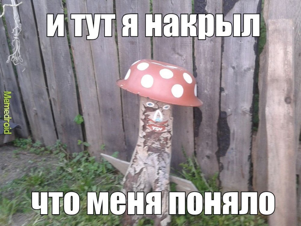 Мемы про грибы