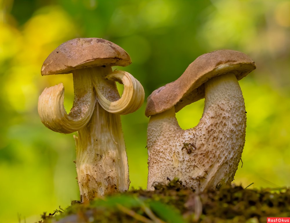 Забавные грибы