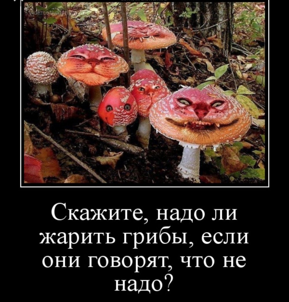 Шутки про грибы