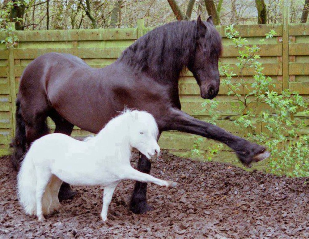 Две лошади ржут