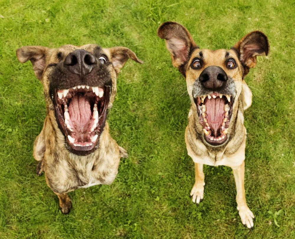 Смешные собаки
